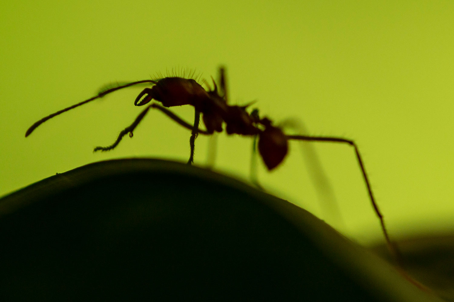 Makro foto af myre